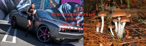 тгк Алзамай